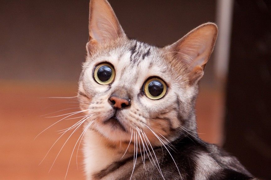 rozszerzone źrenice u kota