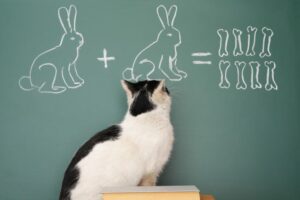 jak stymulować koci mózg