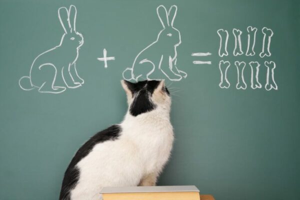 jak stymulować koci mózg