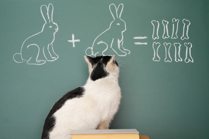 jak stymulować koci mózg