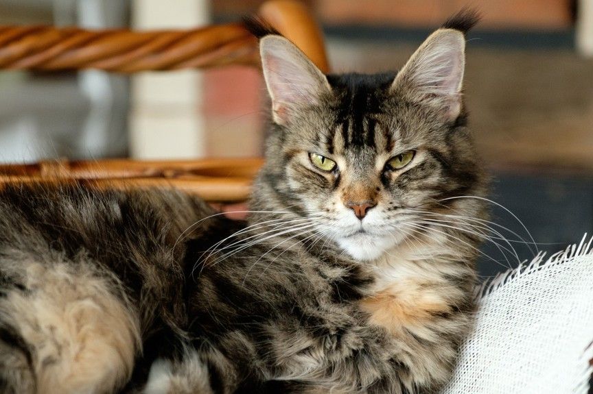 maine coon