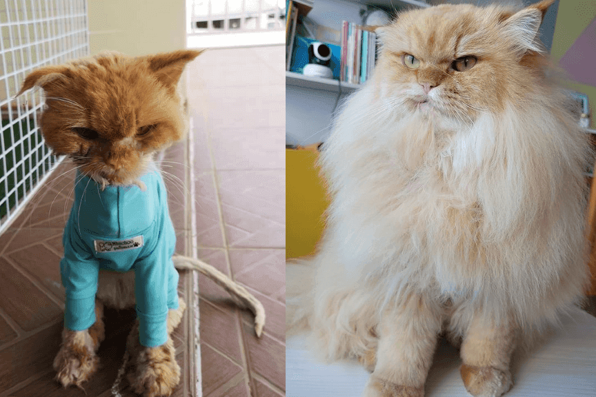 dali kotu nowe życie