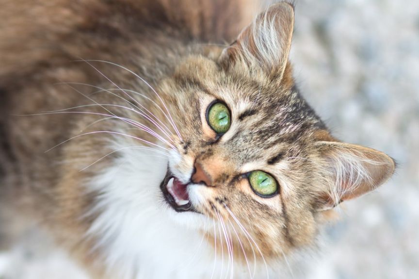 kot patrzy na ciebie i miauczy