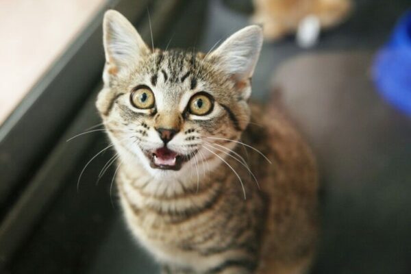 kot miauczy po jedzeniu