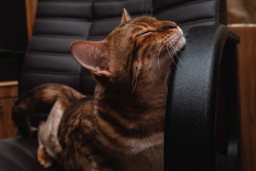 czy koty sie masturbują