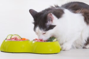 dodatki w kociej karmie