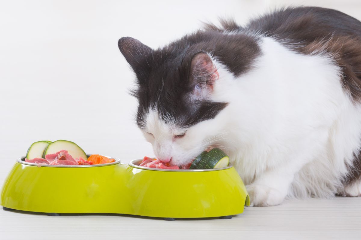 dodatki w kociej karmie