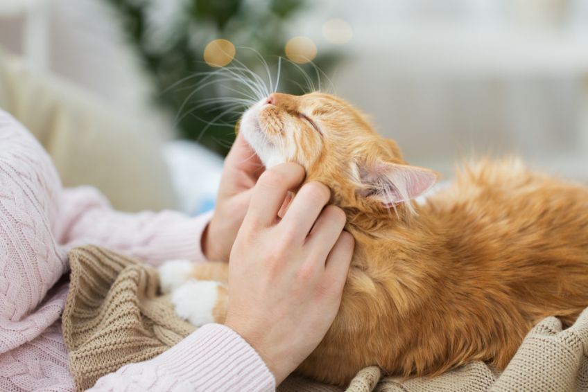 twój kot cię kocha