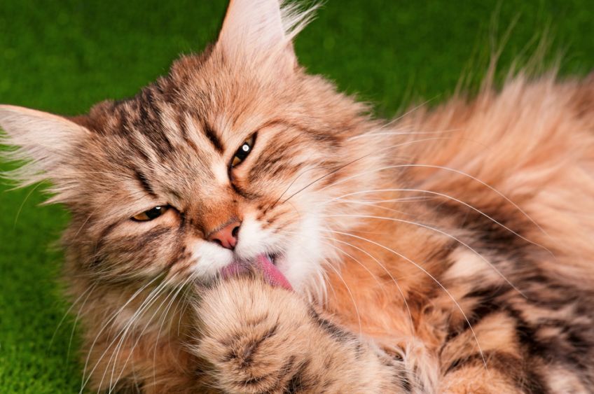 czego uczą nas koty