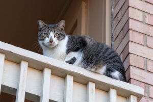 kot na balkonie