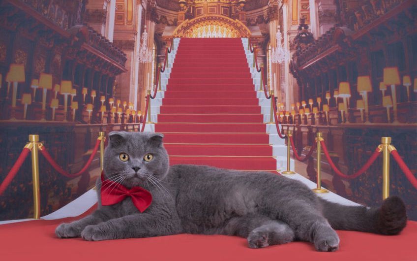 kot leży na czerwonym dywanie