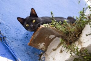 W sprawie kota zapadł wyrok