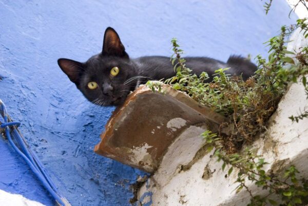 W sprawie kota zapadł wyrok