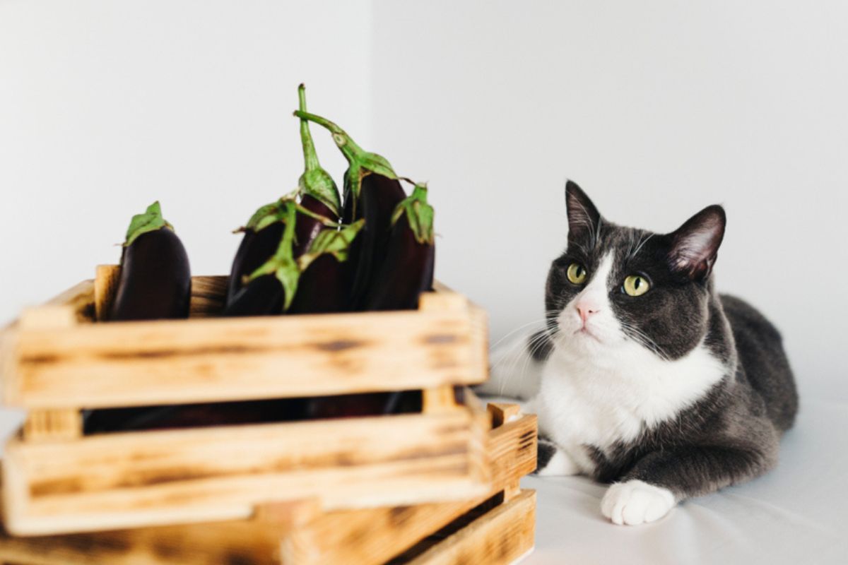 kot na diecie wegańskiej