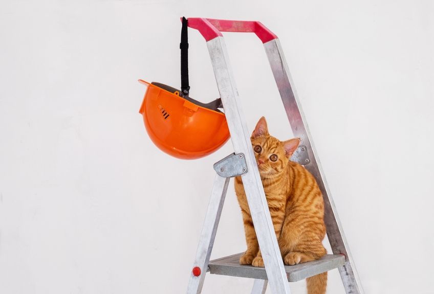 kot na drabinie