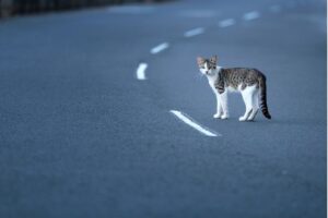 kotka która wróciła do domu po dwóch latach nieobecności