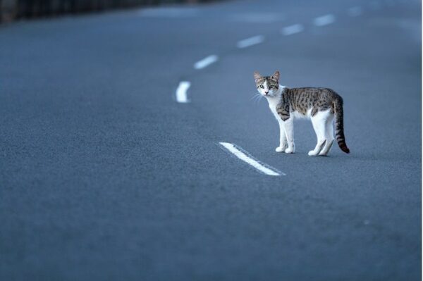 kotka która wróciła do domu po dwóch latach nieobecności