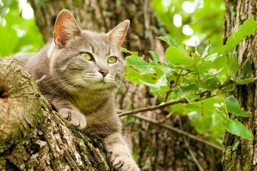 kot mieszka na drzewie