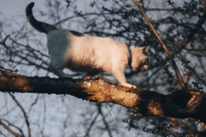 kot zszedł po drabinie