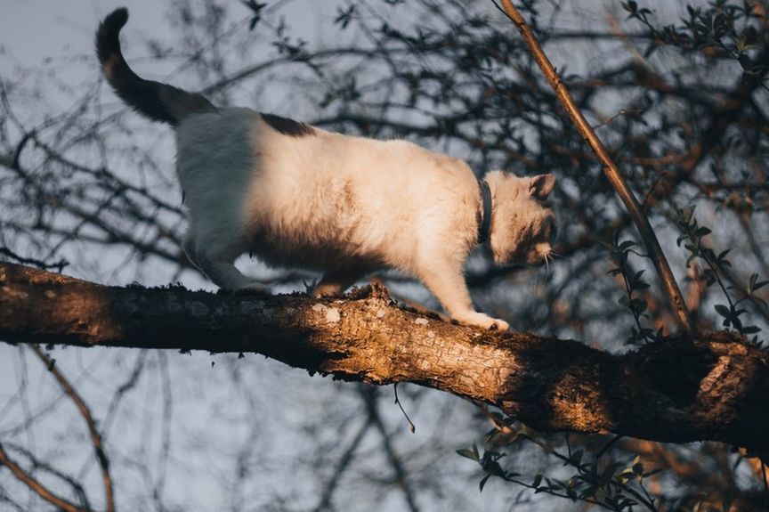 kot zszedł po drabinie