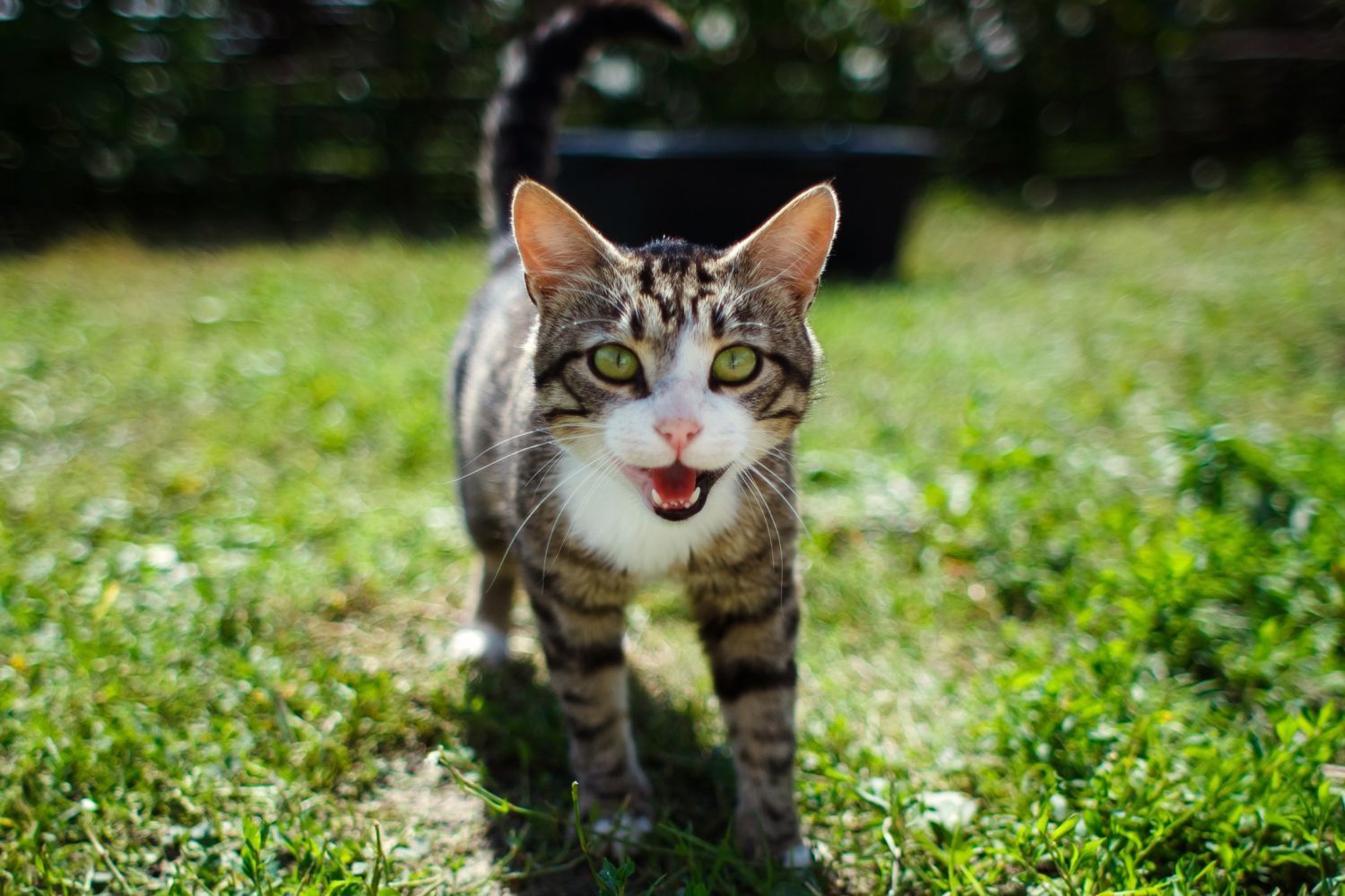 kot wychodzi na dwór