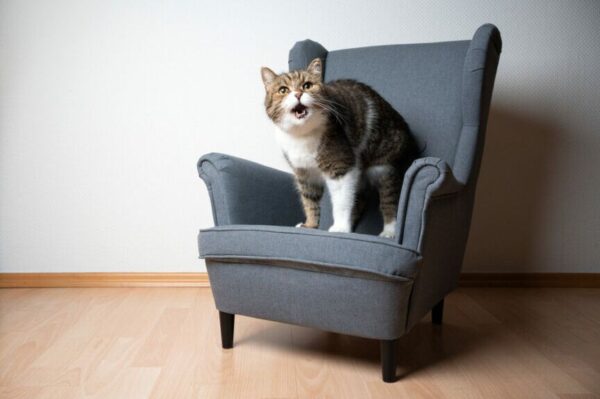 dlaczego kot miauczy