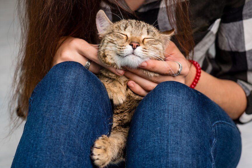 kot wchodzi ci na kolana