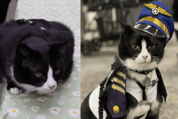 zwierze wsparcia na lotnisku