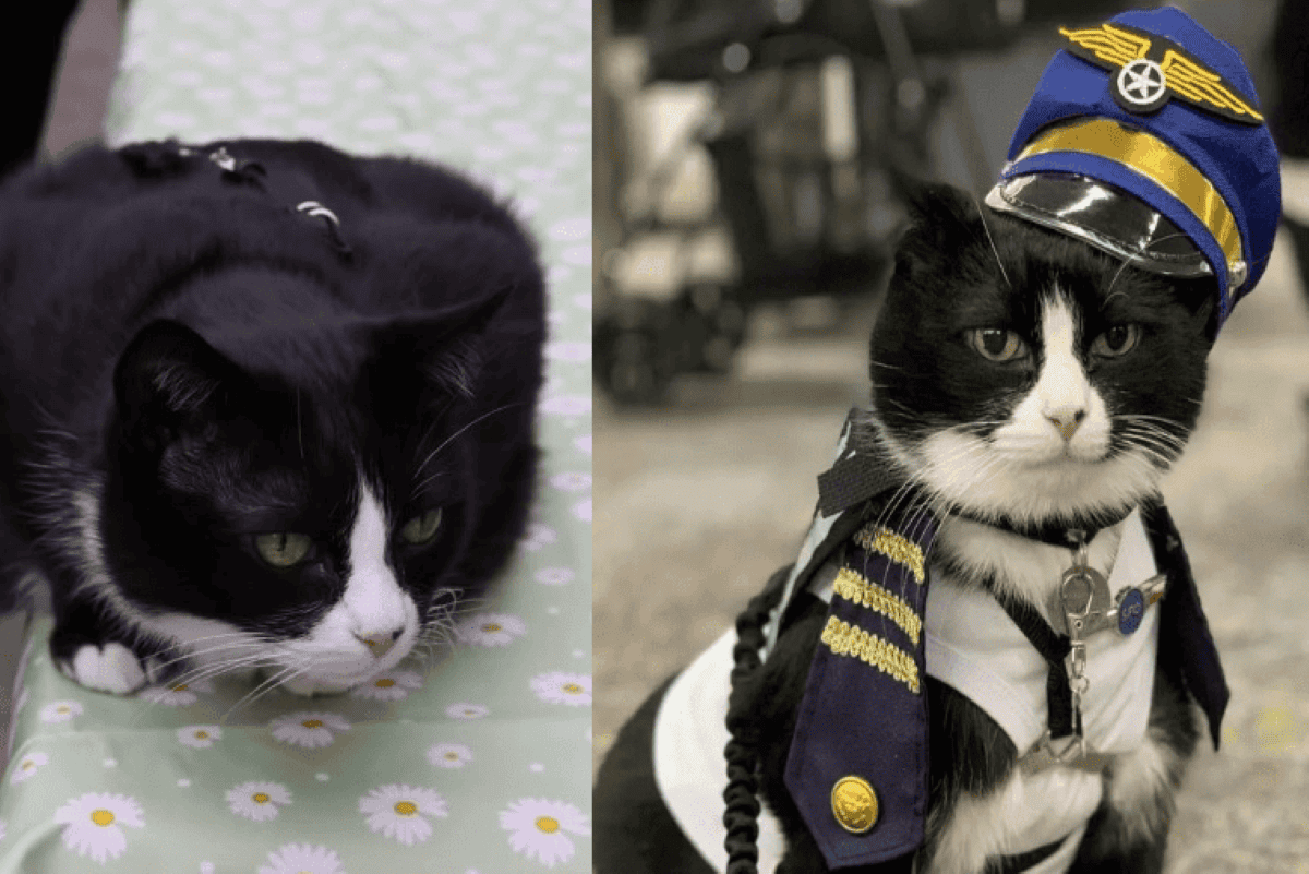 zwierze wsparcia na lotnisku