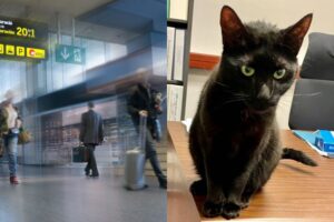 kot na lotnisku pościg