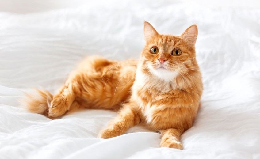 codzienność z kotem