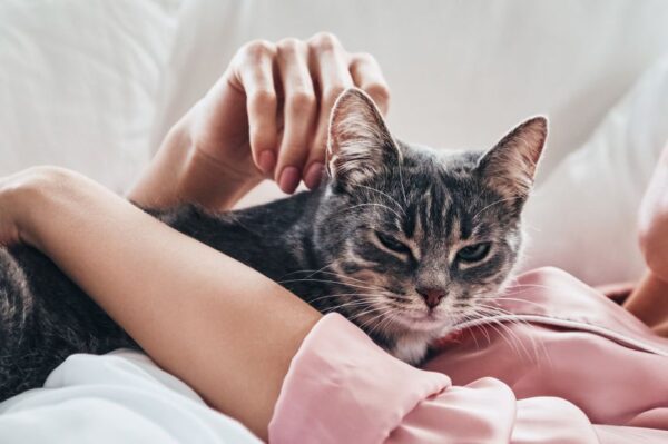 jak ocieplić relacje z kotem