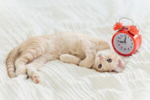 kot i dłuższy dzień