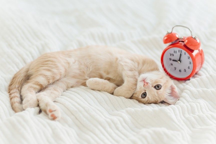 kot i dłuższy dzień