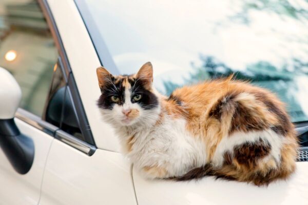 podróżować z kotem