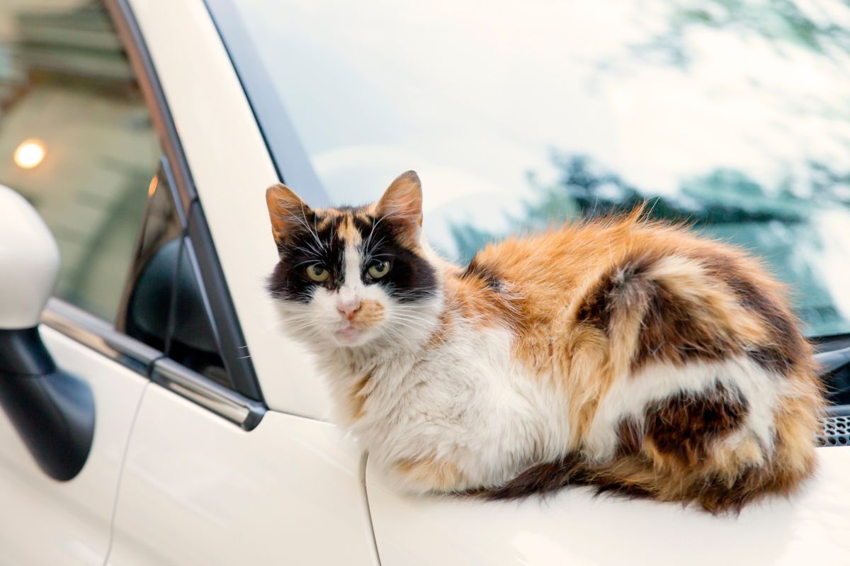 podróżować z kotem