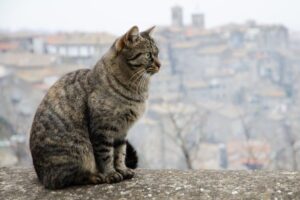 czy smog szkodzi kotom