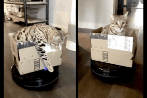 Tazo, kot na odkurzaczu