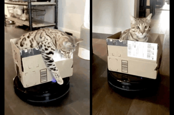 Tazo, kot na odkurzaczu