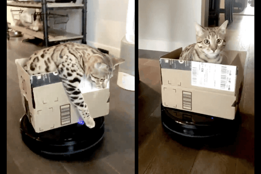 Tazo, kot na odkurzaczu