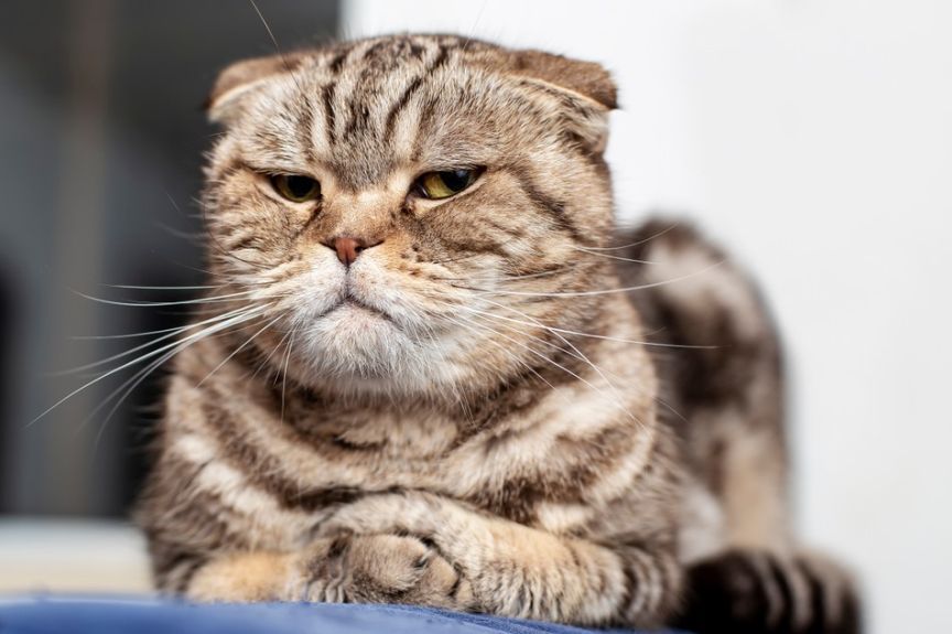 kot chce cię wyrzucić z domu