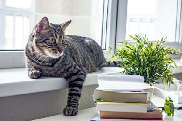 Dolina Noteci premium