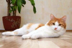 kot nizinny czy wysokopienny