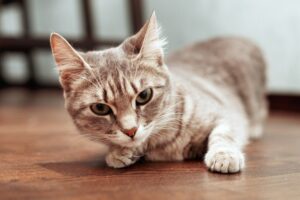 kot przestał skakać