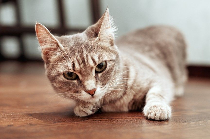 kot przestał skakać