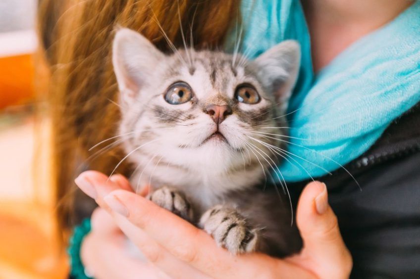 koty tworzą więzi z ludźmi