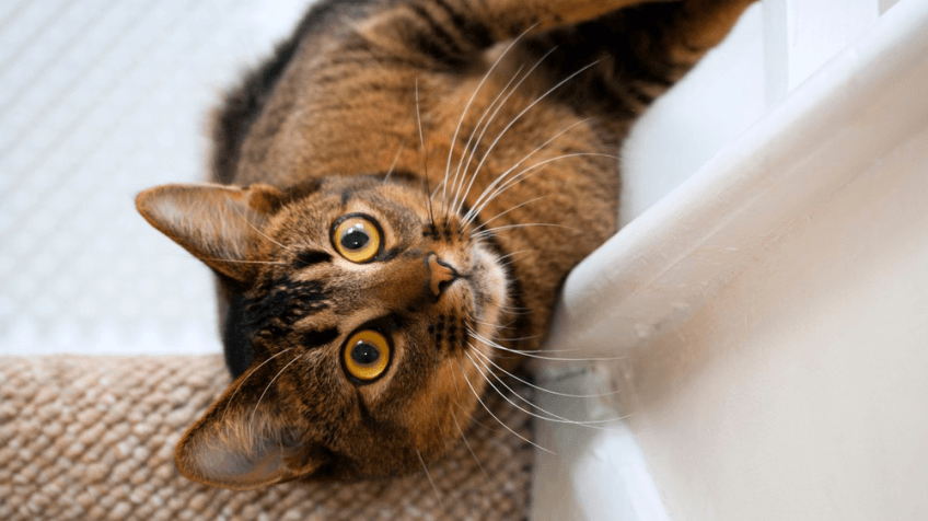 kot biega jak szalony