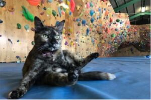 Oto Lalah - kot na ściancw wspinaczkowej.