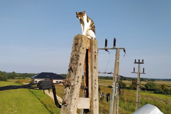 kot na słupie energetycznym