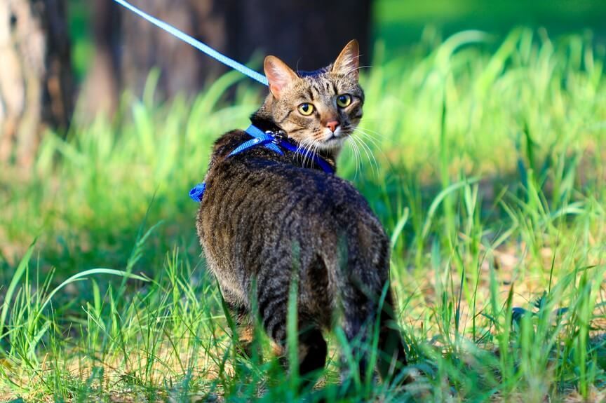 koty na smyczy